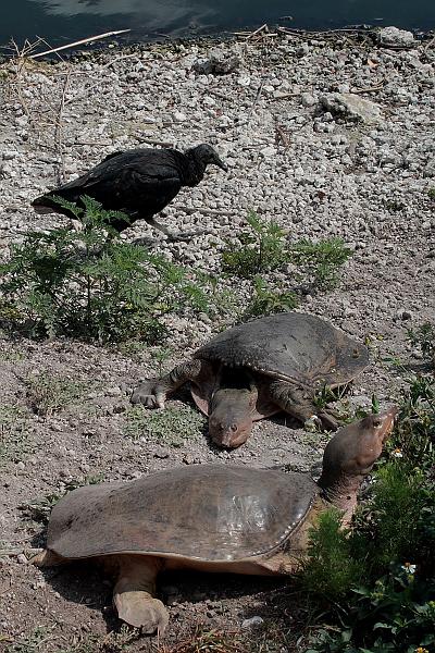 florid3333.JPG - Everglades Park