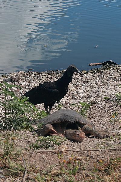 florid3334.JPG - Everglades Park