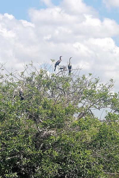 florid3335.JPG - Everglades Park