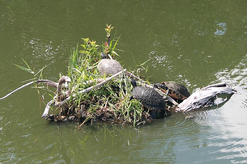 florid3336.JPG - Everglades Park