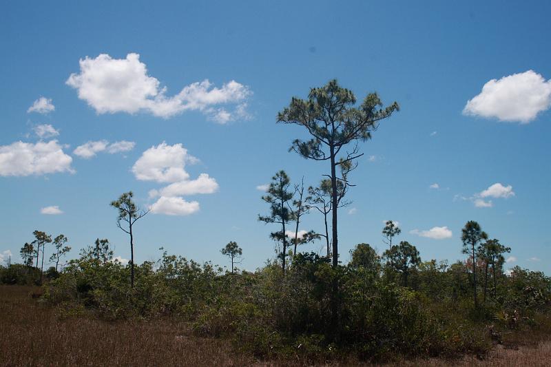 florid3342.JPG - Everglades Park