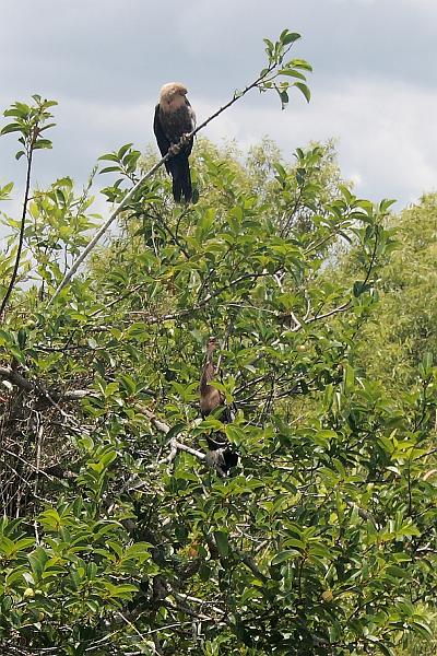 florid3364.JPG - Everglades Park