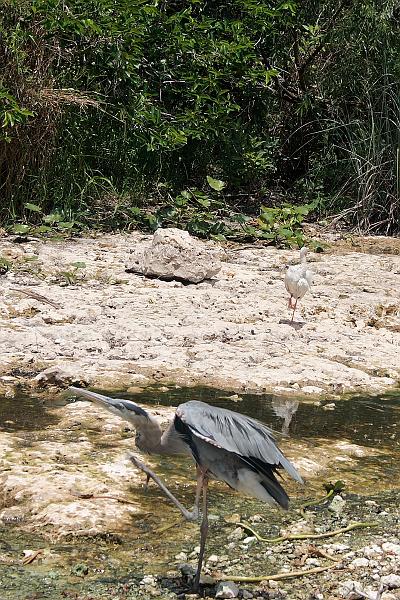 florid3365.JPG - Everglades Park