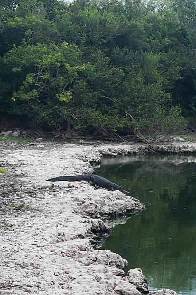 florid3368.JPG - Everglades Park