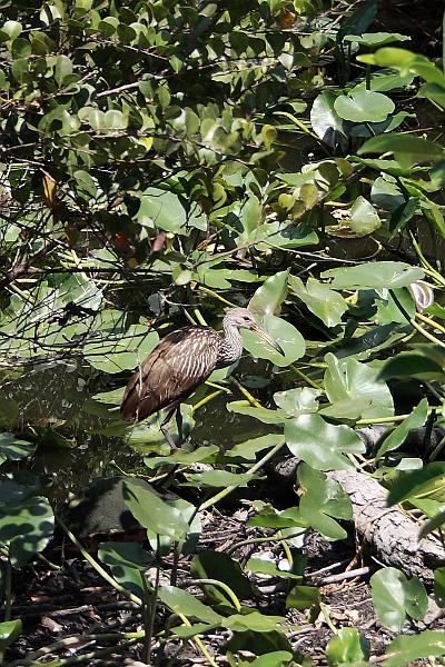 florid3369.JPG - Everglades Park