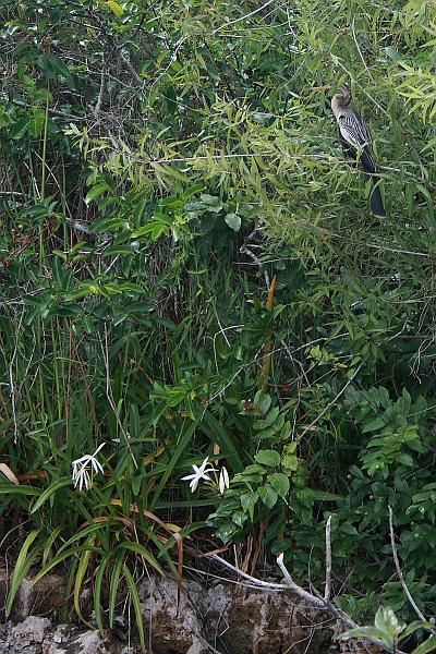florid3370.JPG - Everglades Park