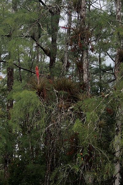 florid3371.JPG - Bromeliad in the Eucalyptus Forest