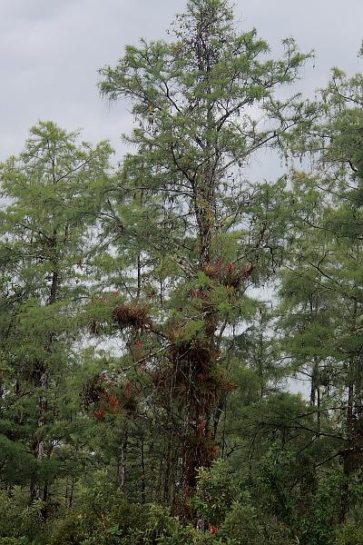 florid3372.JPG - Bromeliad in the Eucalyptus Forest