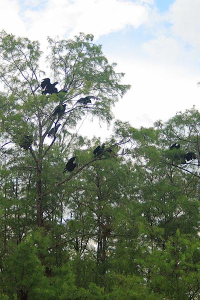 florid3373.JPG - Vultures on the trees