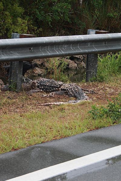 florid3374.JPG - An alligator on a road