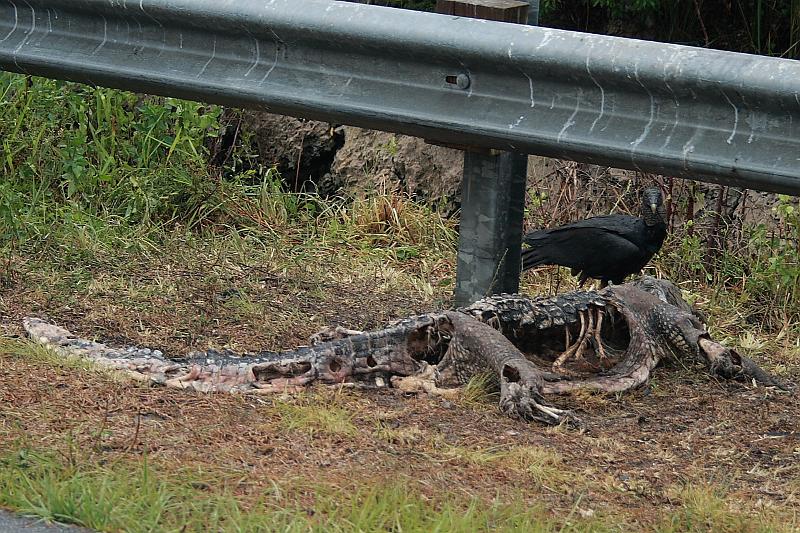 florid3375.JPG - Vulture and Alligator