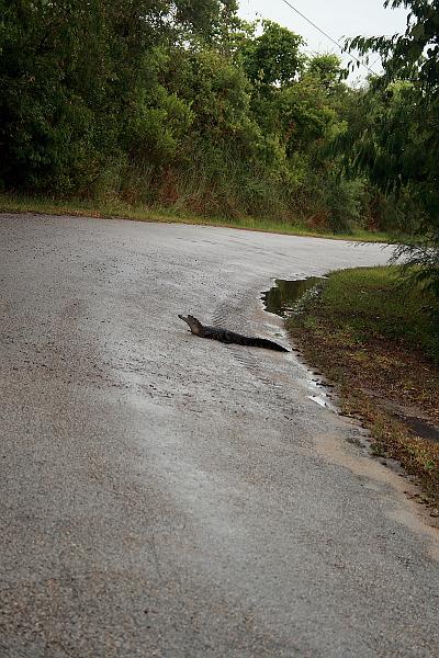 florid3378.JPG - An alligator on a road