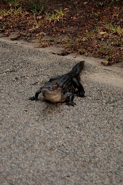 florid3379.JPG - An alligator on a road