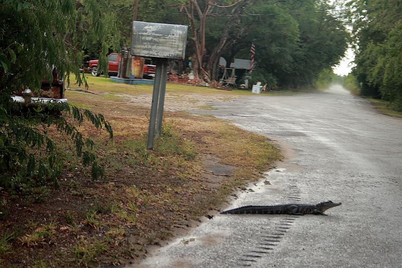 florid3380.JPG - An alligator on a road