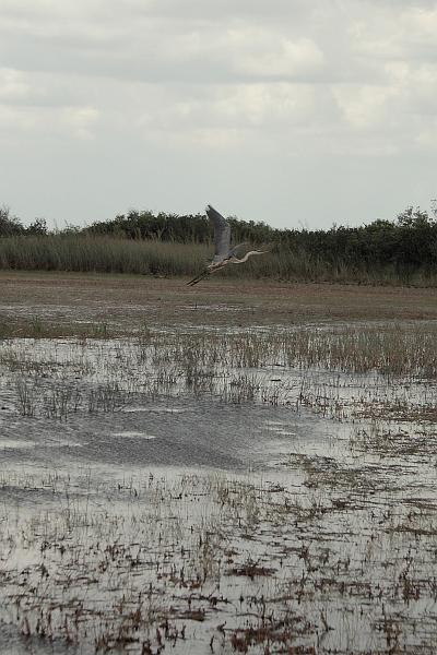 florid3390.JPG - Everglades Near Miccosukee Village