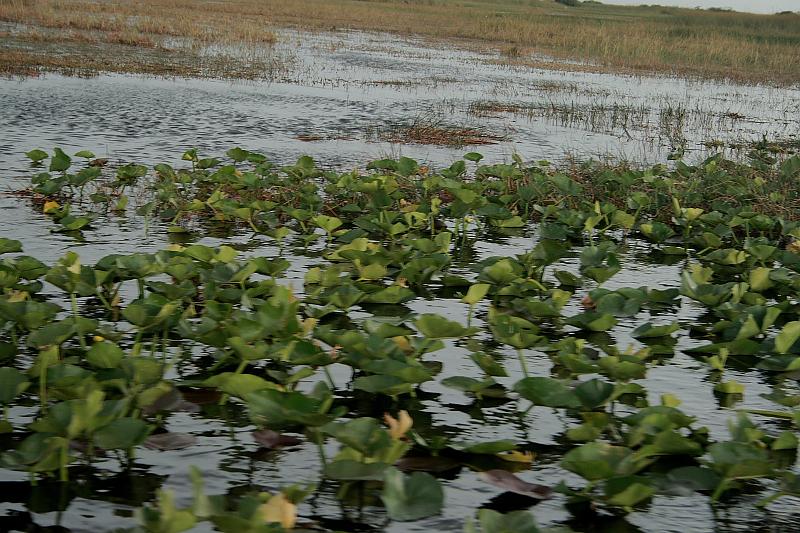 florid3392.JPG - Everglades Near Miccosukee Village
