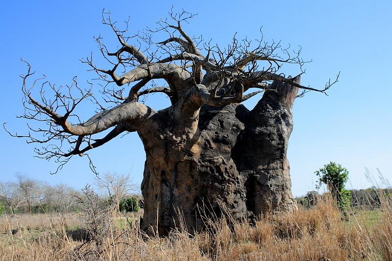 park4806.JPG - Animal Kingdom: Baobab in "Kilimanjaro Safaris"
