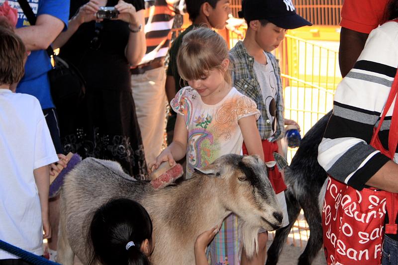 park4852.JPG - Domesticated animals in Rafiki's Planet in the Animal Kingdom