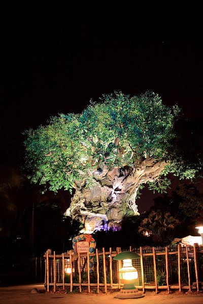 park4880.JPG - Animal Kingdom at Night