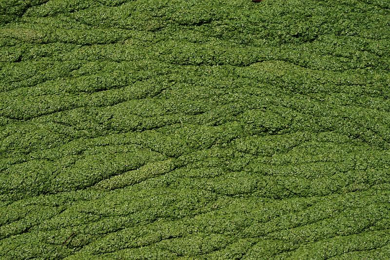 florida6738.JPG - Jungle Adventures Nature Park