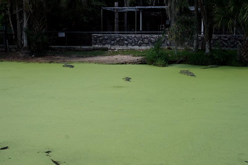 florida6742.JPG - Jungle Adventures Nature Park