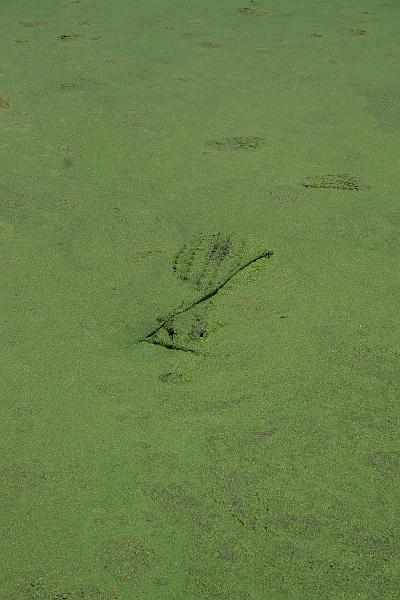 florida6743.JPG - Jungle Adventures Nature Park