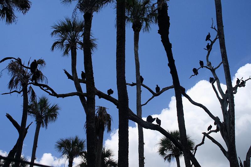 florida6748.JPG - Jungle Adventures Nature Park