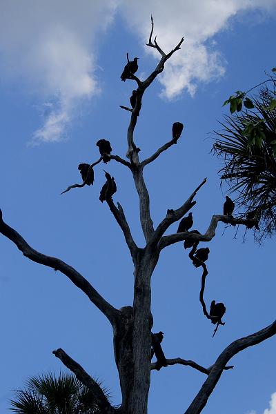 florida6749.JPG - Jungle Adventures Nature Park