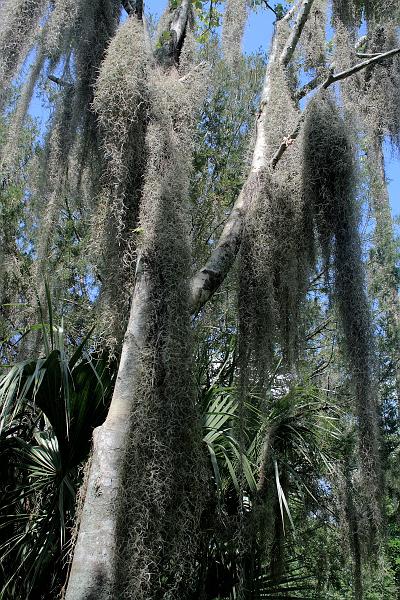 florida6751.JPG - Jungle Adventures Nature Park