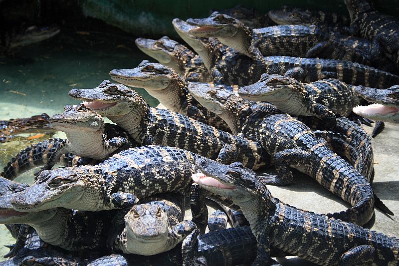 florida6754.JPG - Jungle Adventures Nature Park