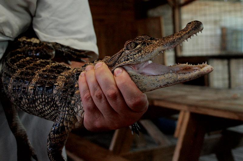 florida6755.JPG - Jungle Adventures Nature Park