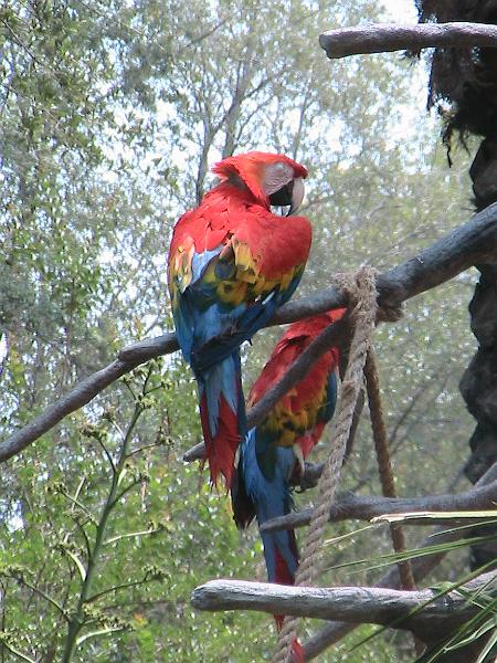 IMG_1234.jpg - Bush Gardens - Amusement park