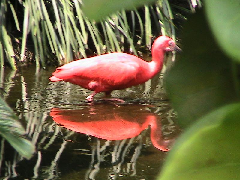 IMG_1243.jpg - Bush Gardens - Amusement park