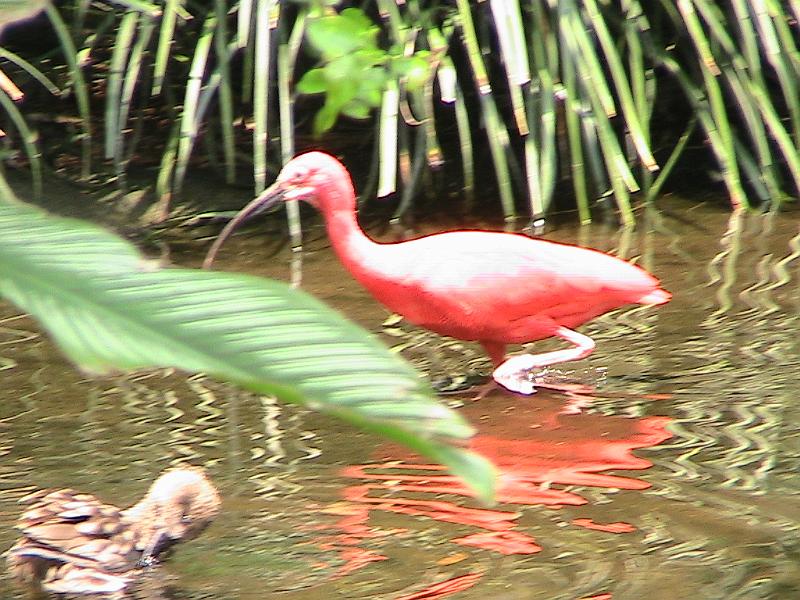 IMG_1244.jpg - Bush Gardens - Amusement park