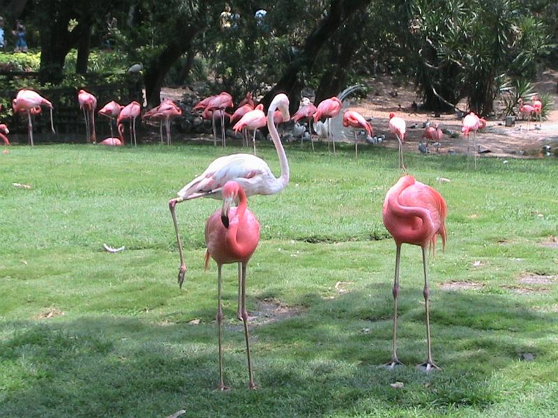 IMG_1250.jpg - Bush Gardens - Amusement park