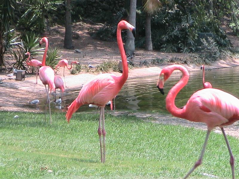 IMG_1251.jpg - Bush Gardens - Amusement park