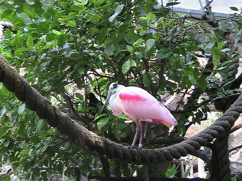 IMG_1279.jpg - Bush Gardens - Amusement park