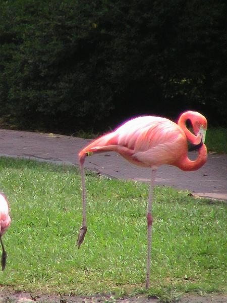 IMG_1318.jpg - Sarasota Zoo