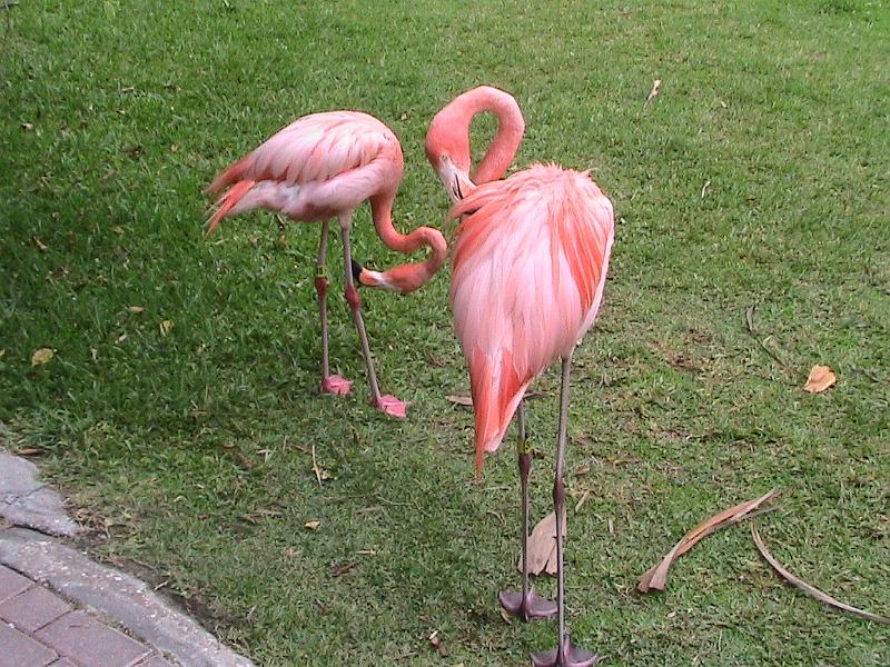 IMG_1330.jpg - Sarasota Zoo