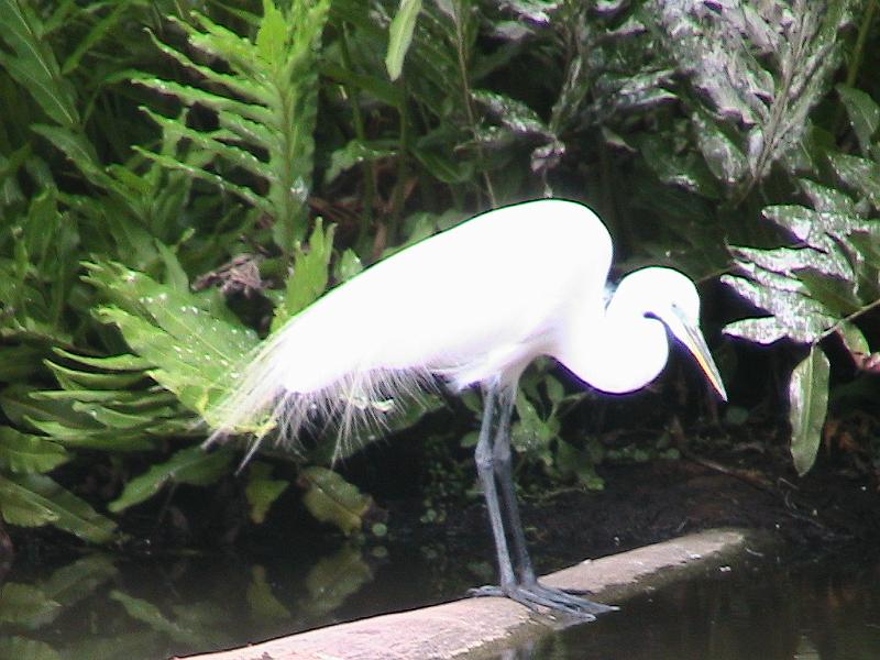 IMG_1332.jpg - Sarasota Zoo