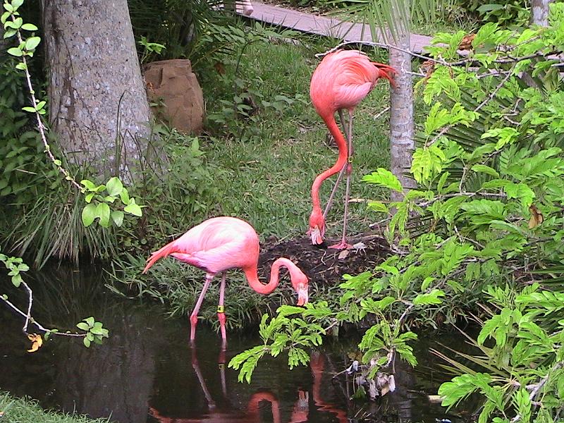 IMG_1336.jpg - Sarasota Zoo