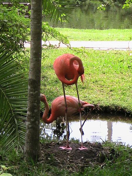 IMG_1338.jpg - Sarasota Zoo