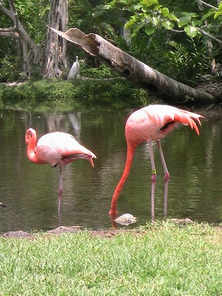IMG_1342.jpg - Sarasota Zoo