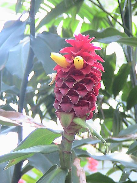 IMG_1350.jpg - Sarasota - Botanical Garden