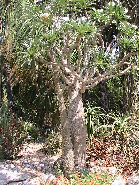 IMG_1383.jpg - Sarasota - Botanical Garden
