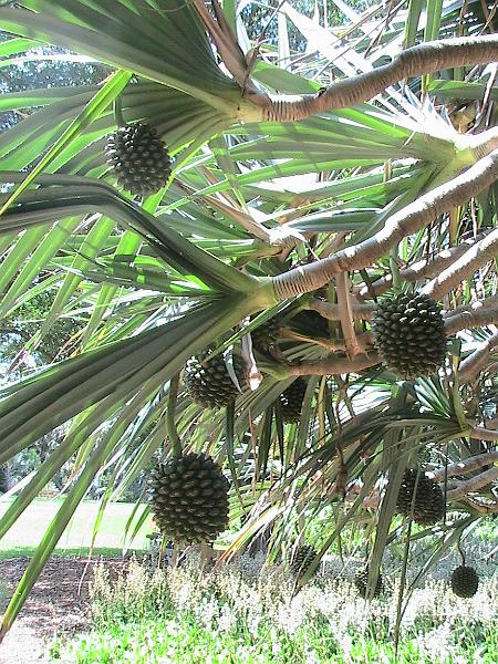 IMG_1397.jpg - Sarasota - Botanical Garden