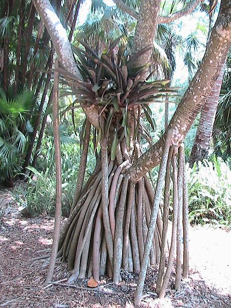 IMG_1400.jpg - Sarasota - Botanical Garden
