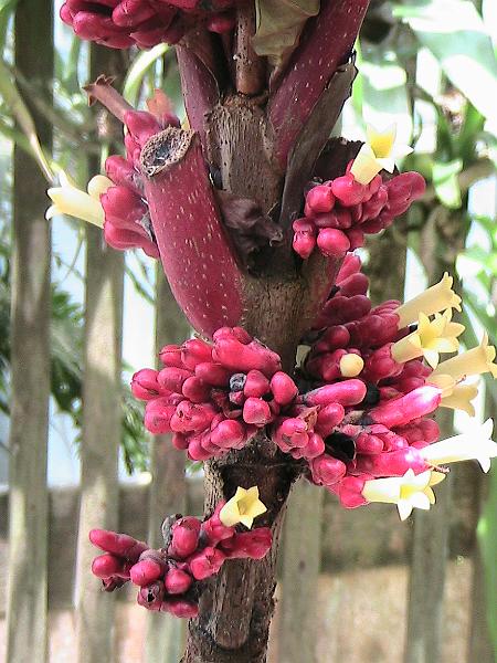 IMG_1428.jpg - Sarasota - Botanical Garden