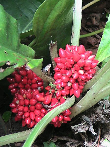 IMG_1431.jpg - Sarasota - Botanical Garden