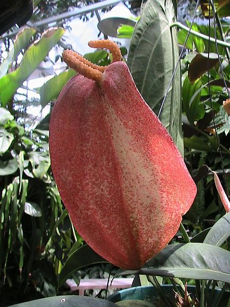 IMG_1434.jpg - Sarasota - Botanical Garden